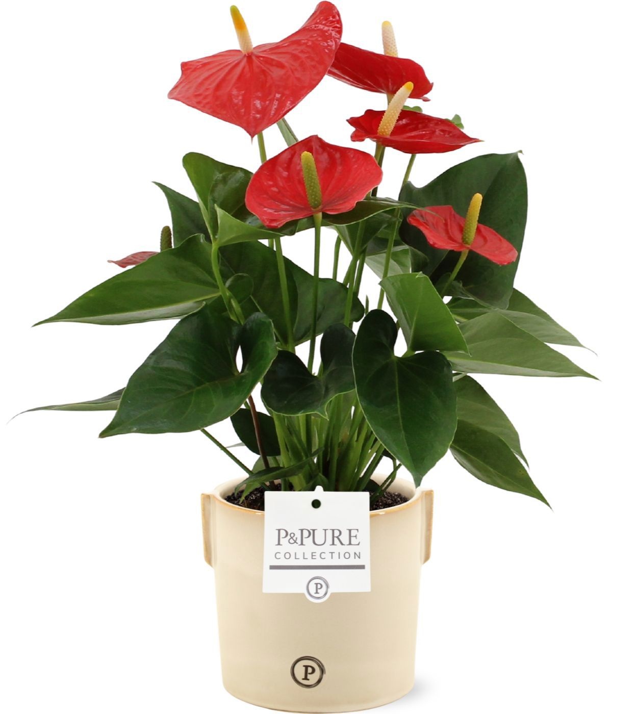 Anthurium Esudo in Pure Lauren ceramics, D 12