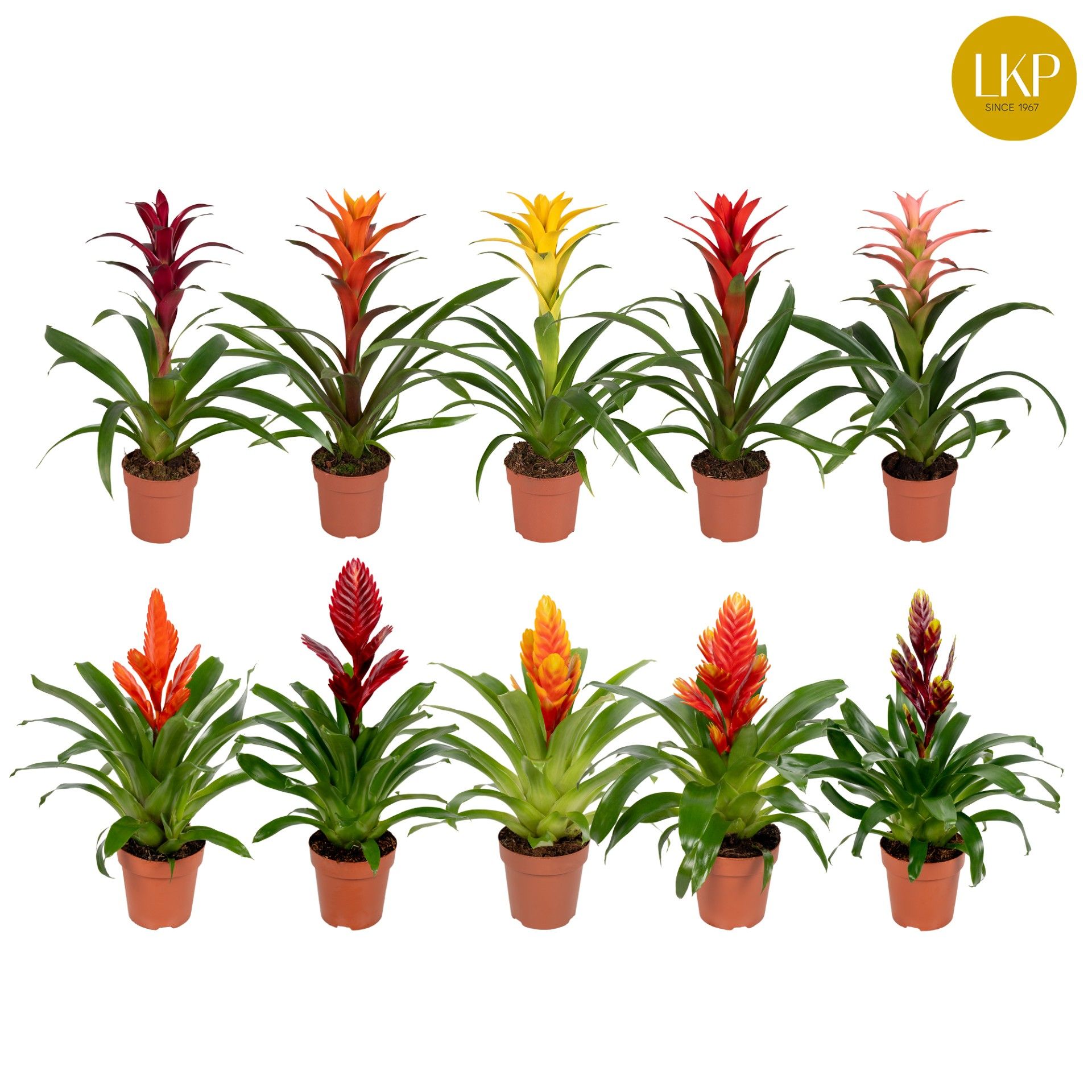 Bromelia Gemengd (Zonder Hoes), D 12
