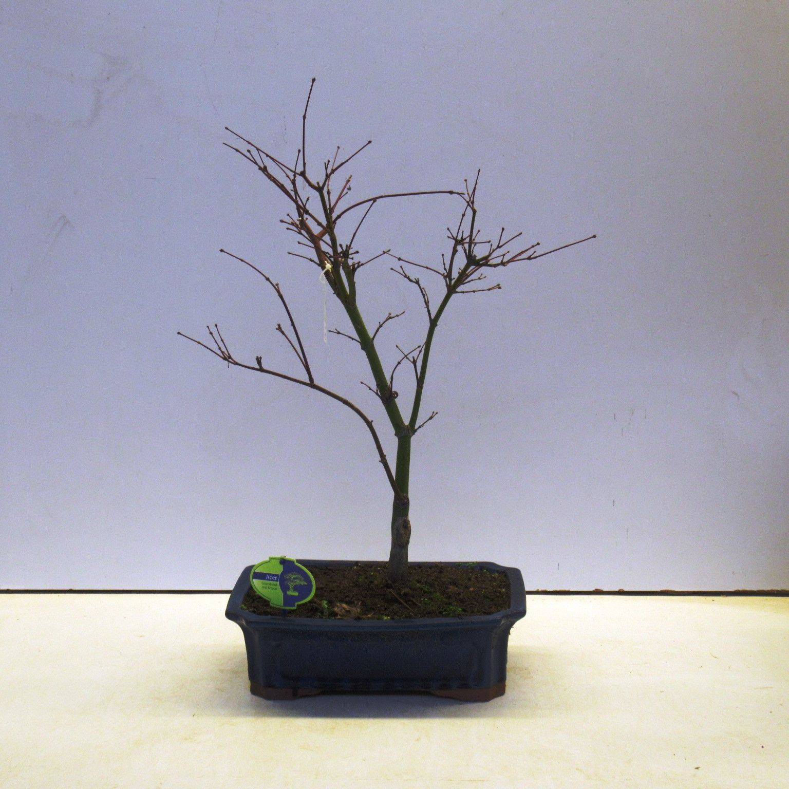 acer palmatum atropurpureum, D 32