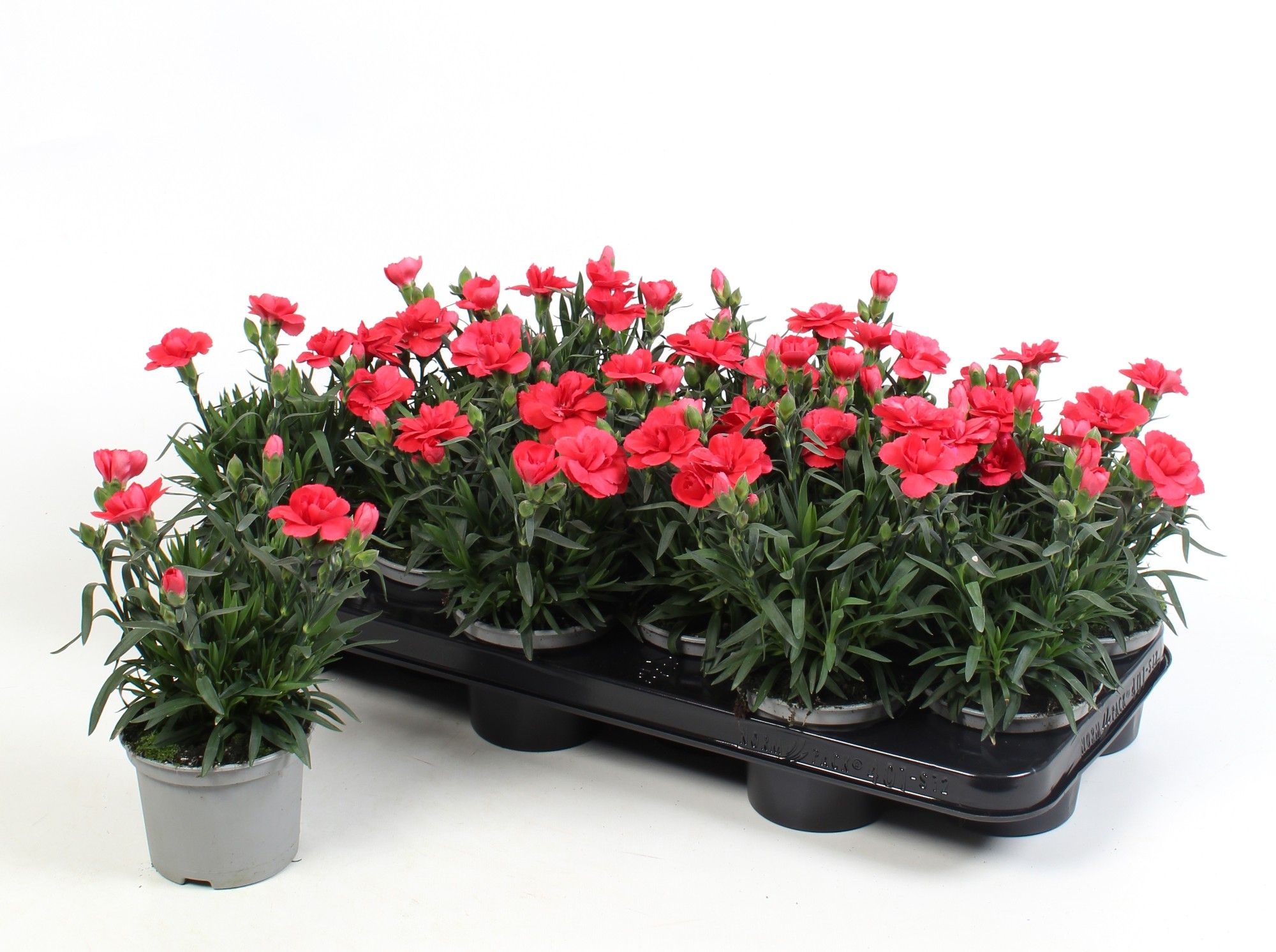 Dianthus Oscar Red, D 10,5