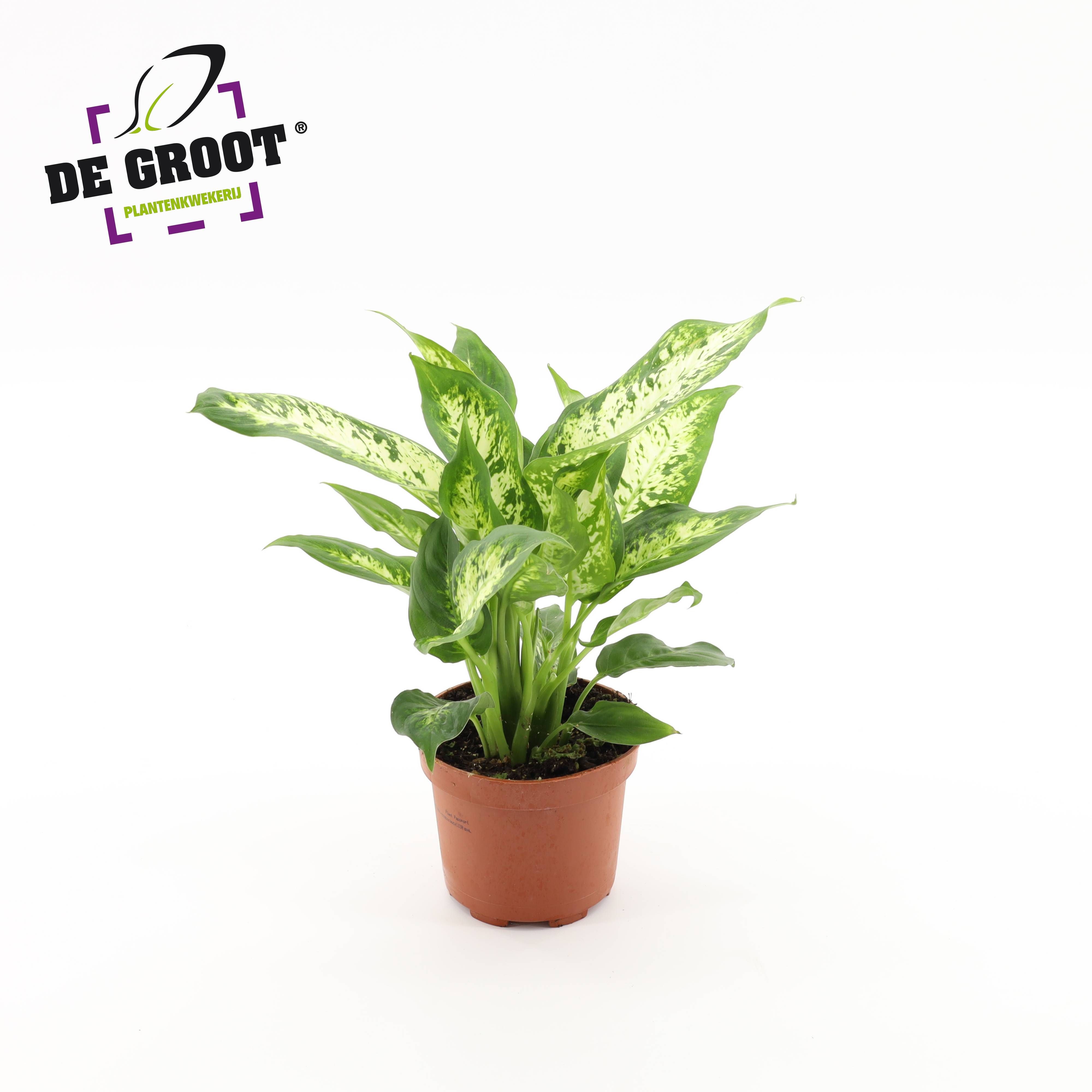 Dieffenbachia 'Compacta', D 12