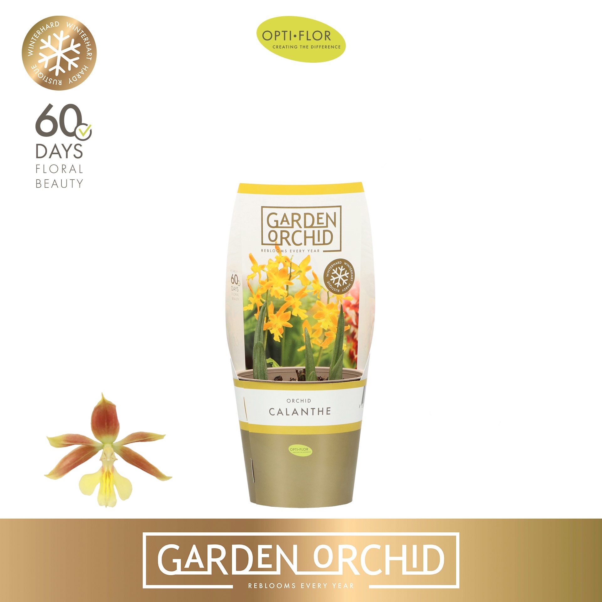 Garden Orchid Calanthe 3+, D 12