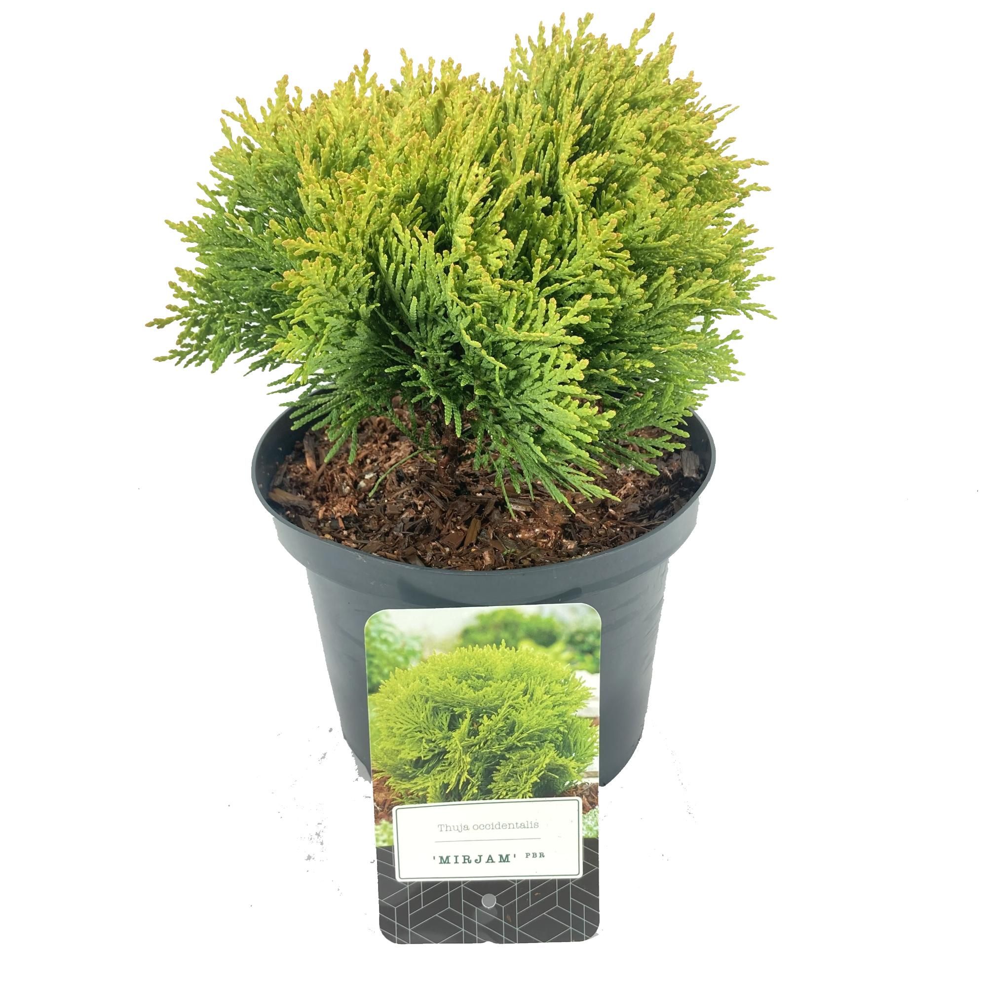 Thuja occidentalis 'Mirjam' PBR, D 18