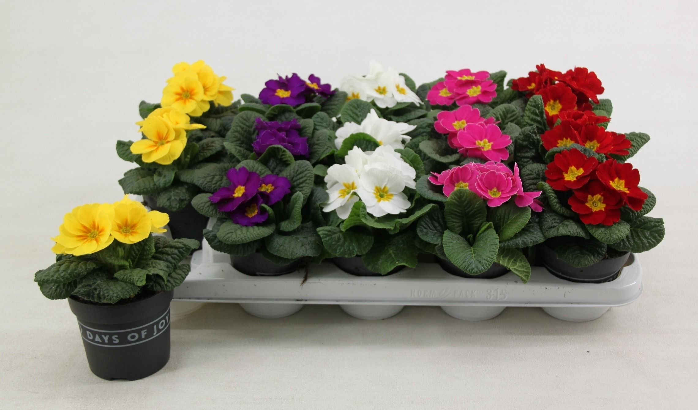 Primula acaulis mix 10,5 cm, D 10,5