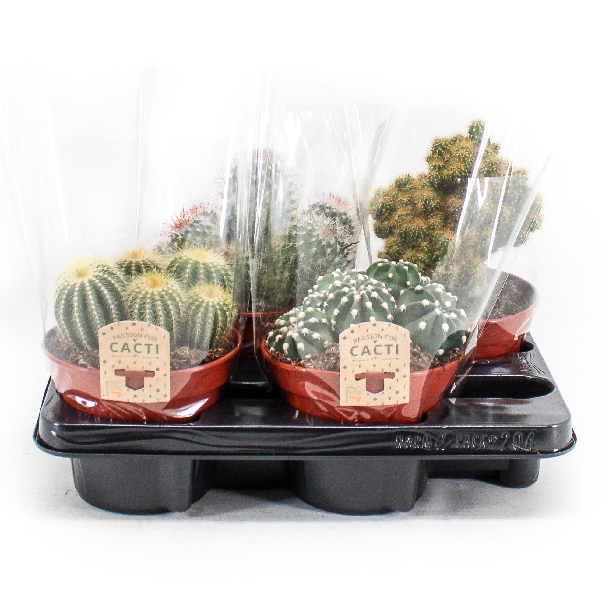 Cactus mix. 204 hoes p15, D 15