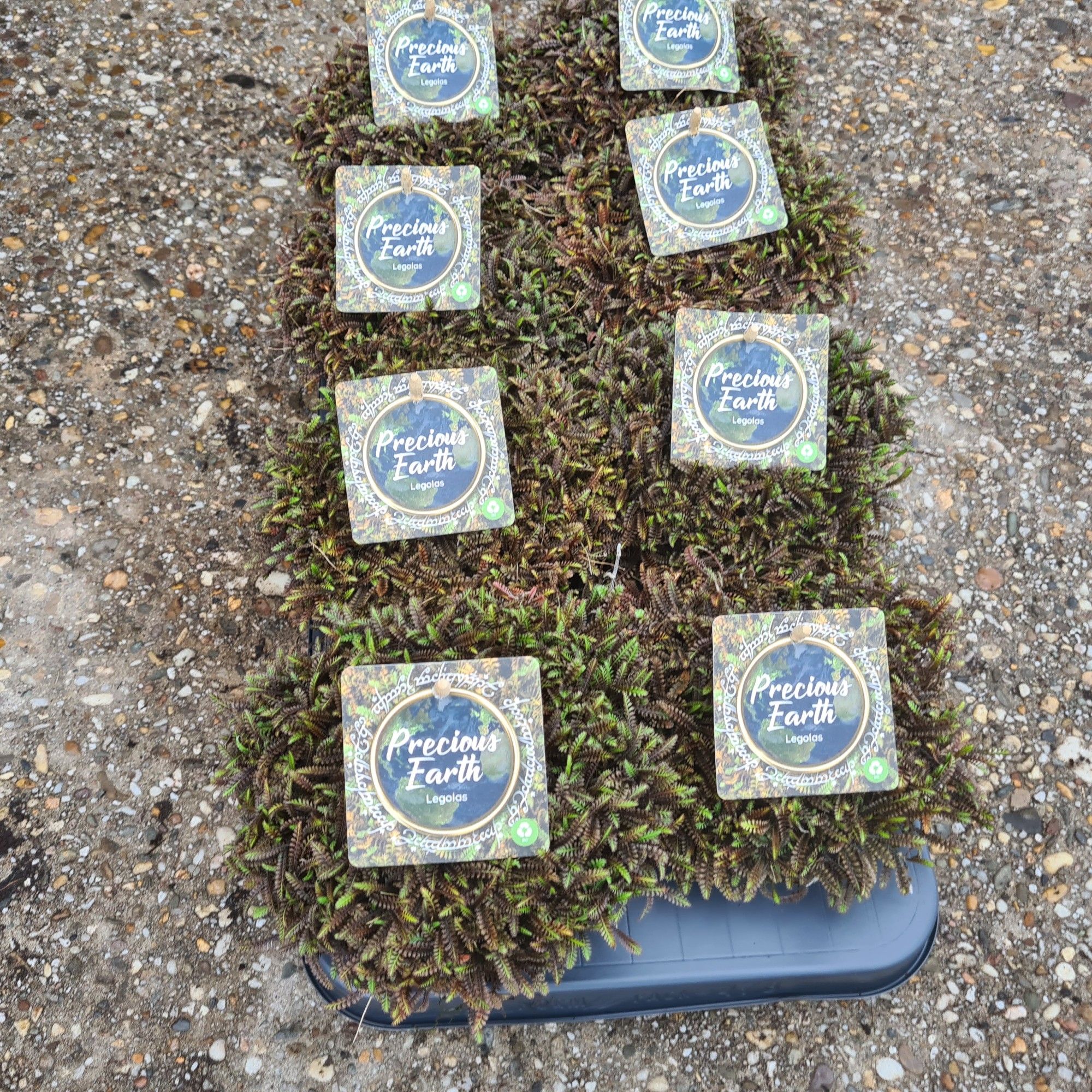 Mossy Legolas schaaltje 13 (Leptinella Black), D 13