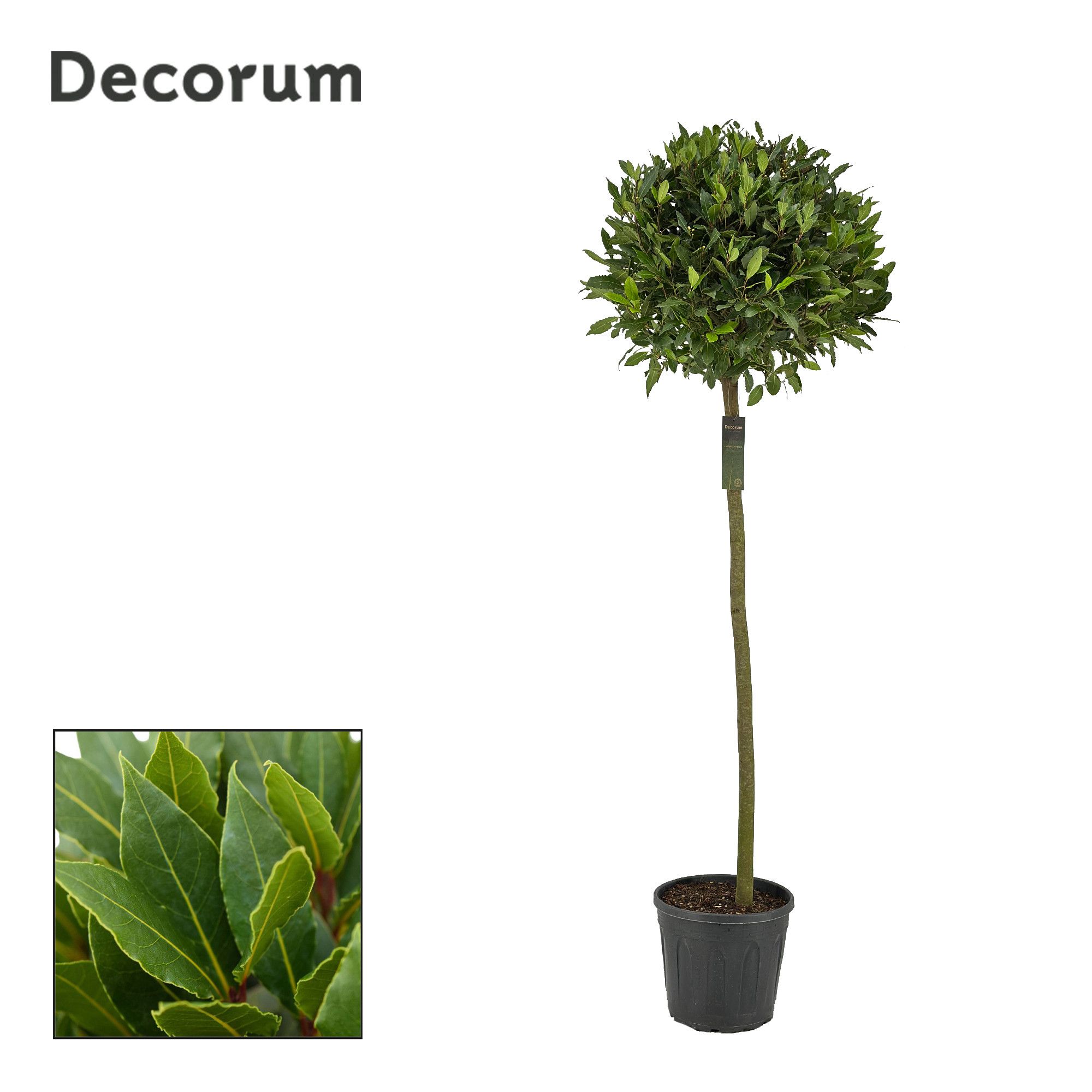 Laurus nobilis Bol op stam, D 30