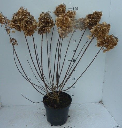 Hydrangea panic 'Silver Dollar', D 27