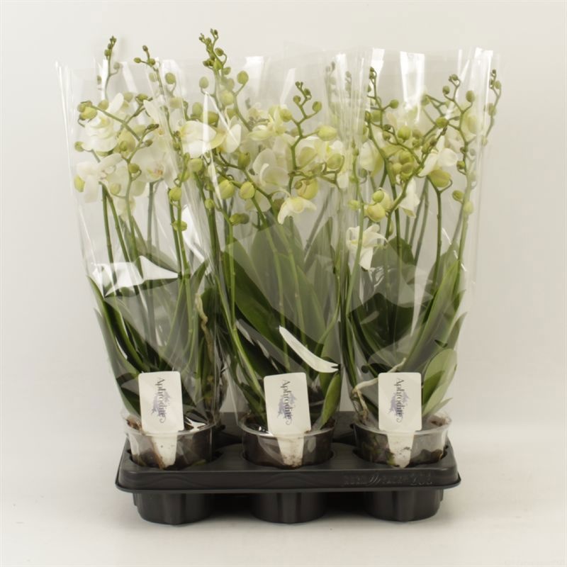 Phalaenopsis Anthura Inverness Wild 7 tak Inverness shorty, D 12