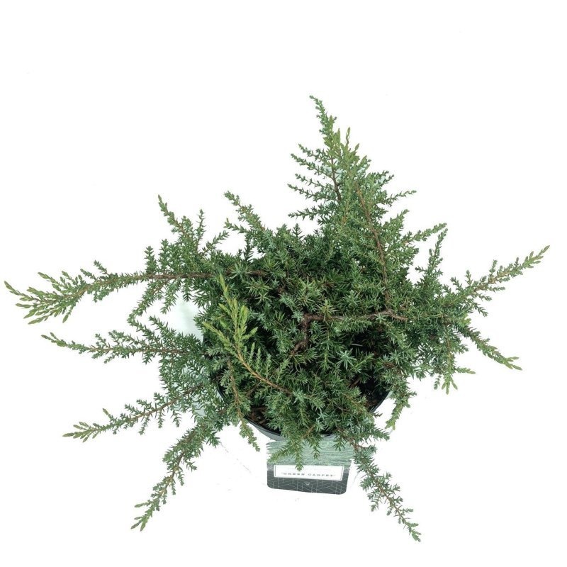 Juniperus comm. 'Green Carpet', D 18