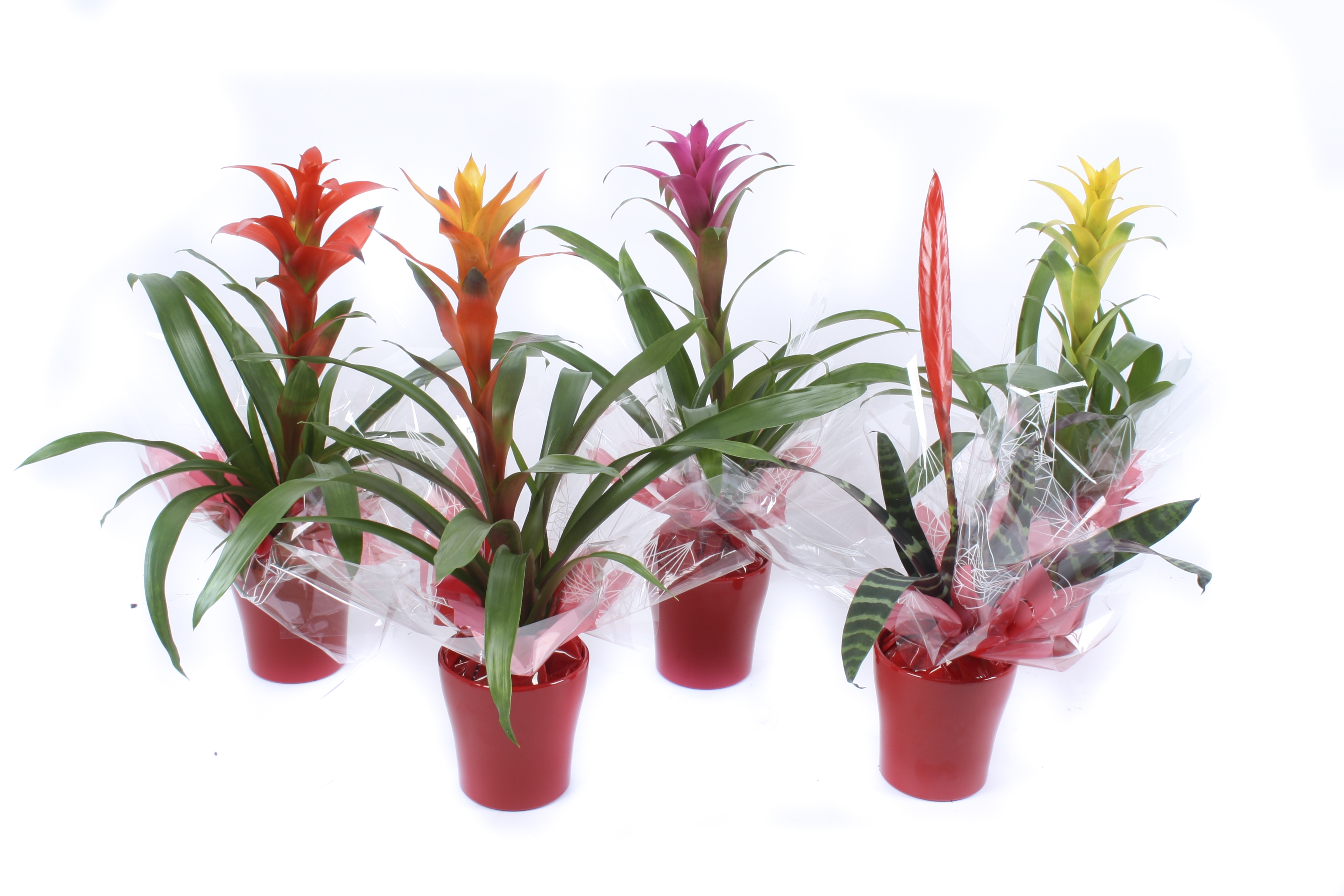 Bromelia Mix in rood keramiek + sierflap, D 13
