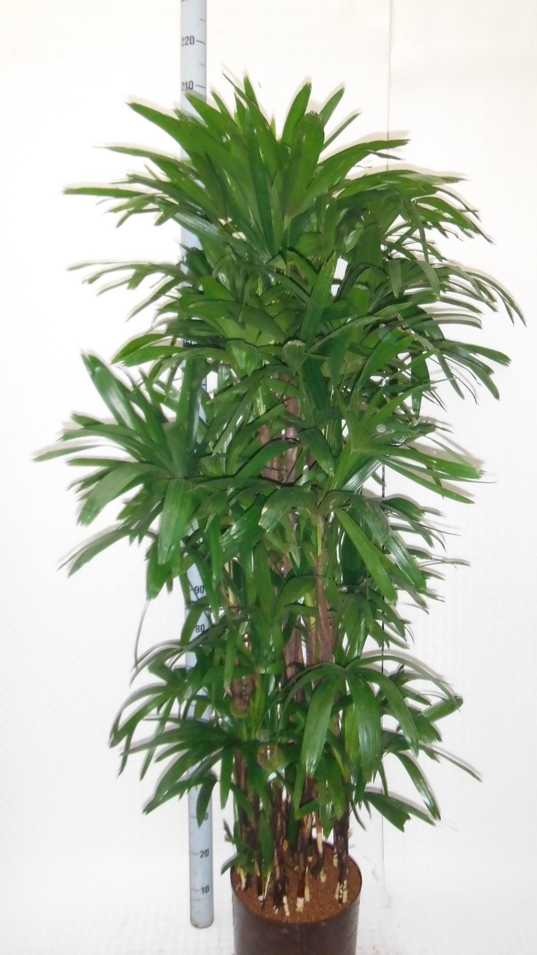 Rhapis excelsa hy, D 32