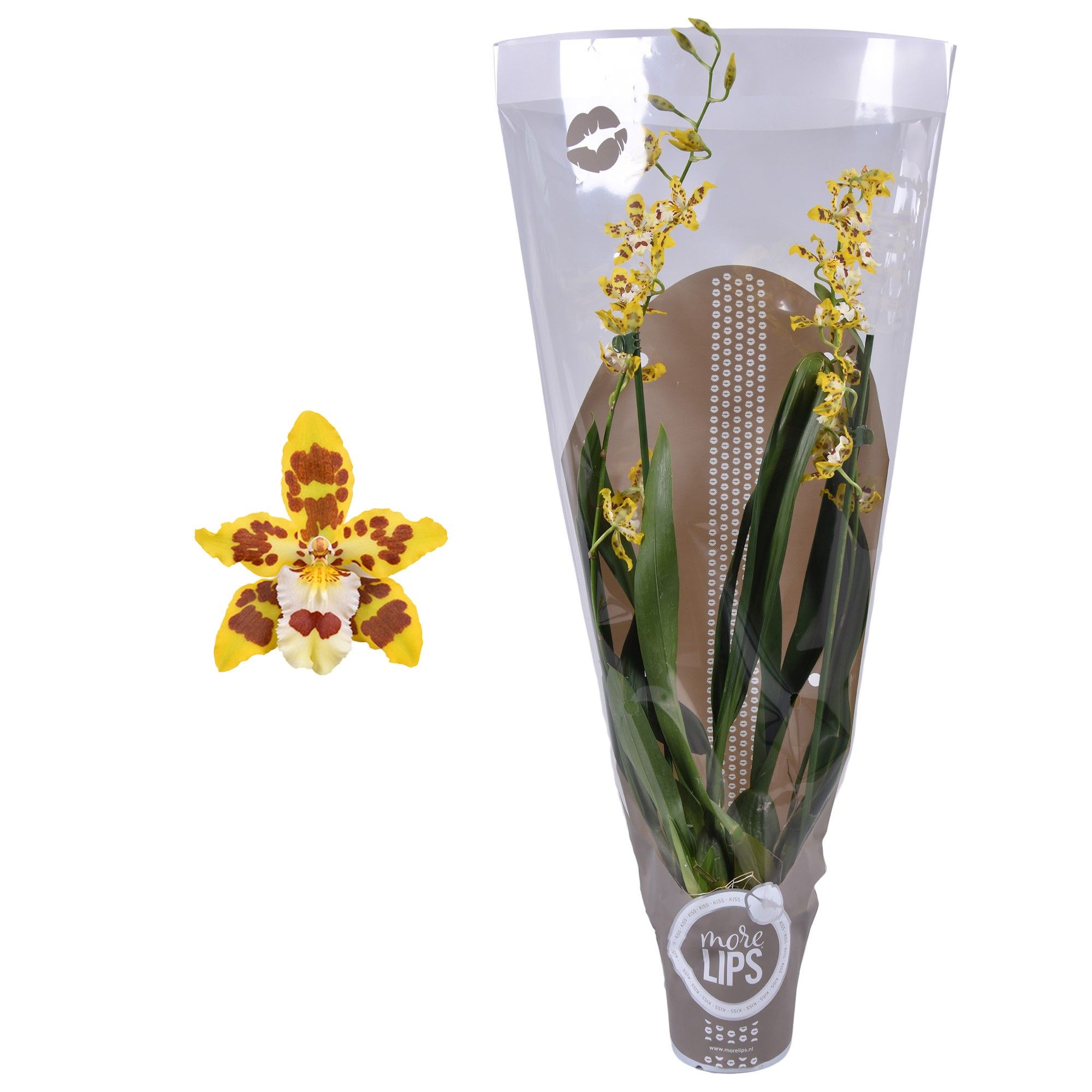 MoreLIPS® Cambria mix 2 tak met taupe showhoes, D 12