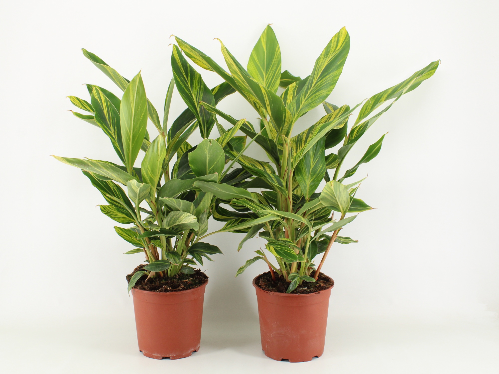 Alpinia zerumbet Variegata P21, D 21