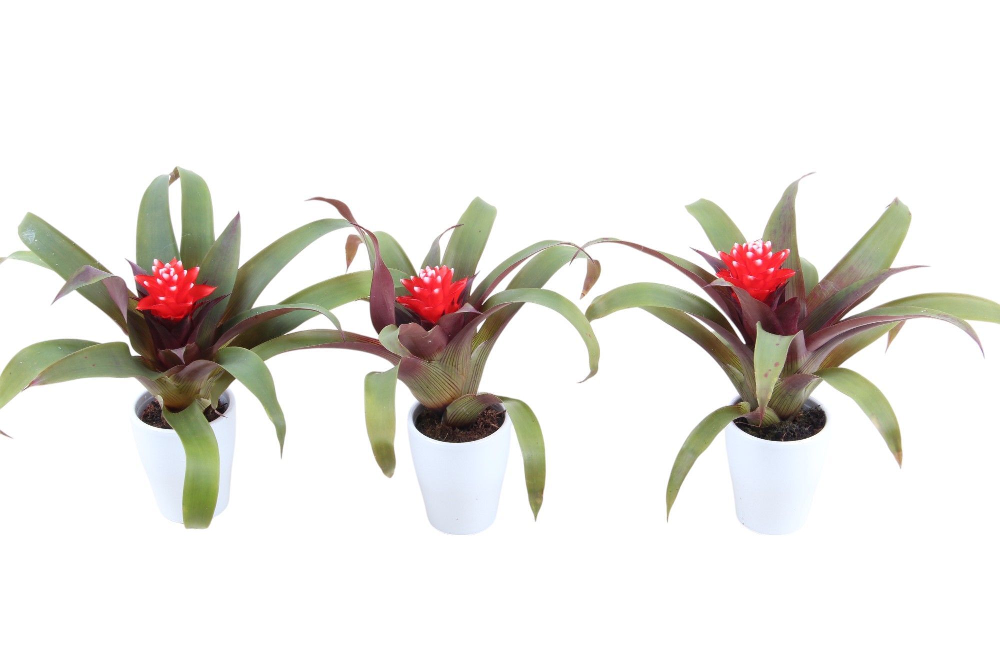 Guzmania Hope Keramiek, D 7