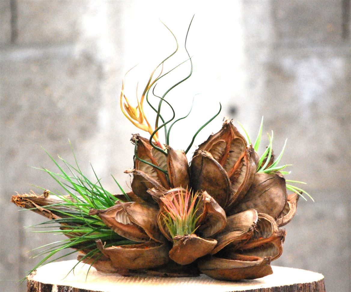 Penca de Luxe, D 35 cm