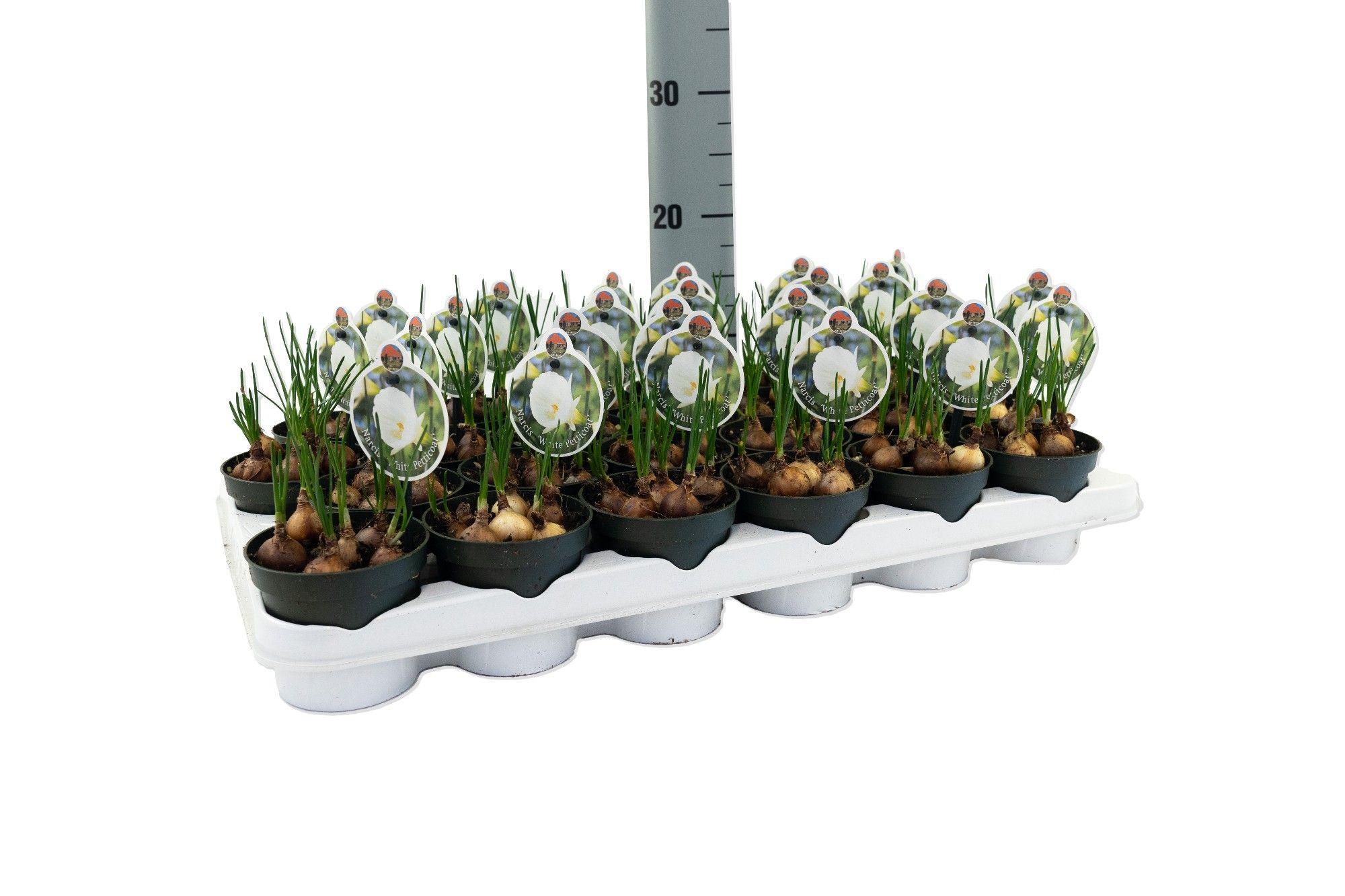 Narcis White Petticoat, D 9