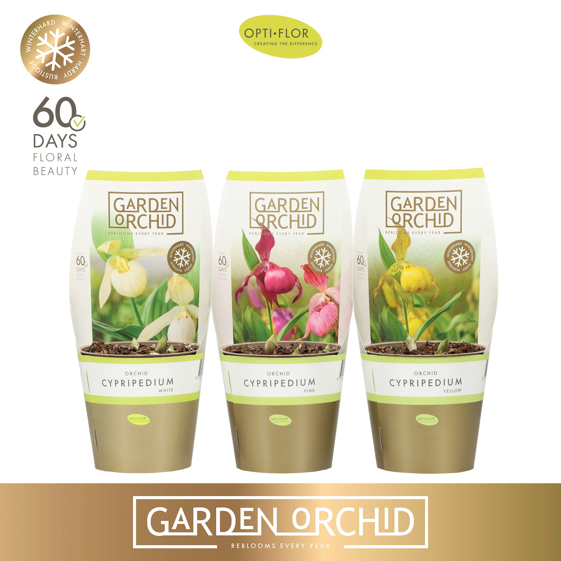 Garden Orchid Cypripedium 3+ Mix, D 12