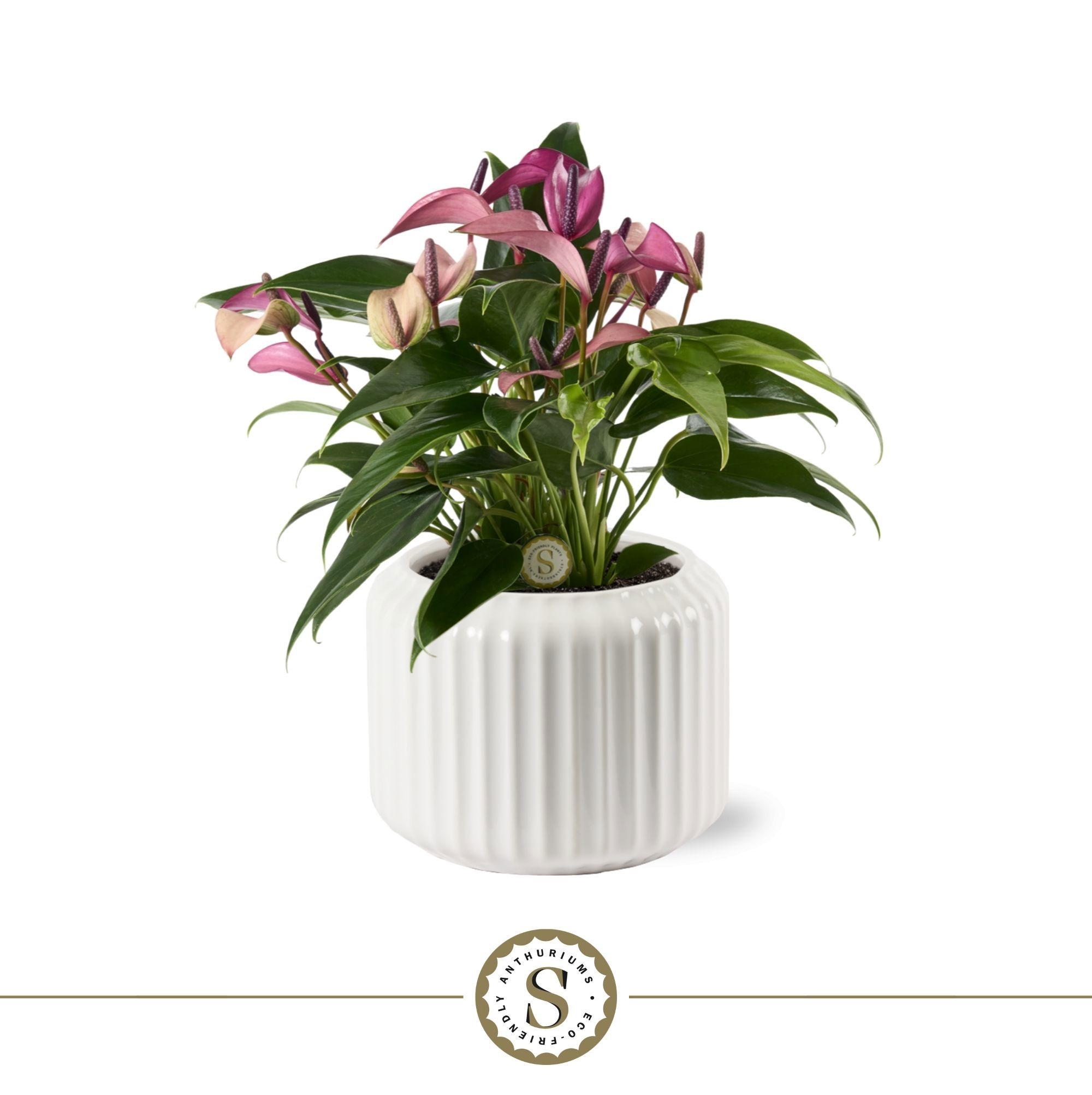 Bologna Keramiek White - Zizou, D 12