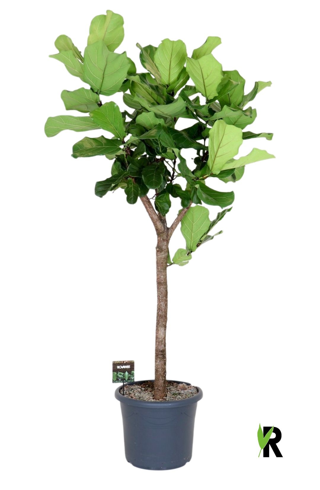 Ficus Lyrata op stam, D 48