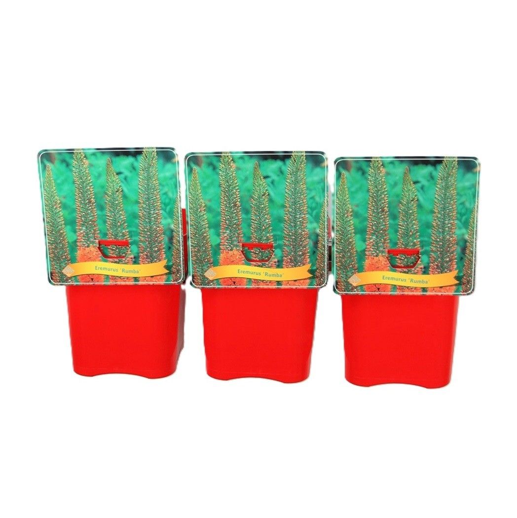 Eremurus 'Rumba' C5, D 21