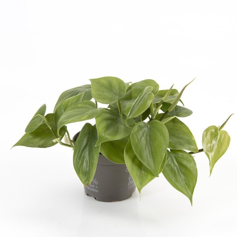 PHILODENDRON SCANDENS, D 12