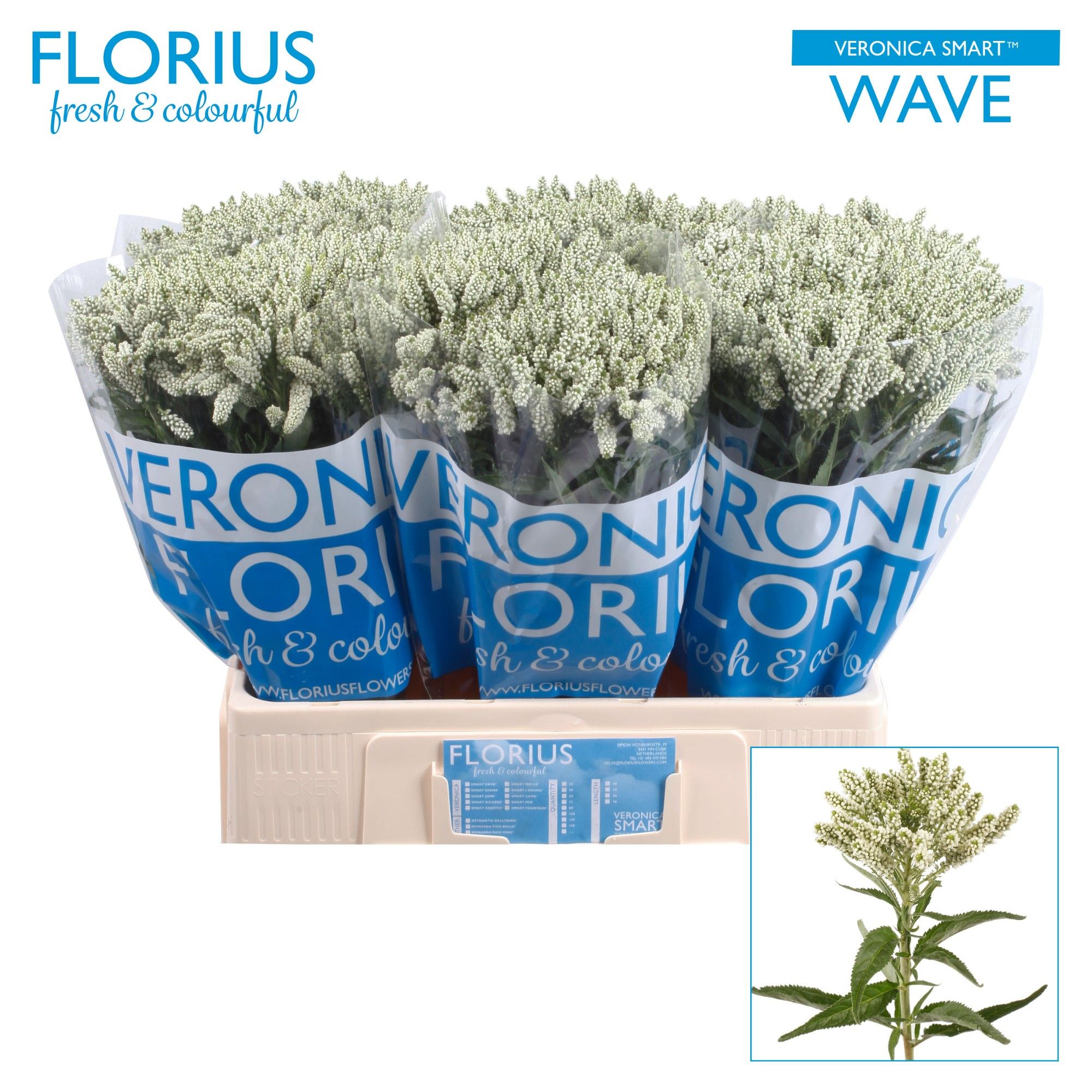 Вероника куст. Смарт Вэйв 60 (бел.), шт.