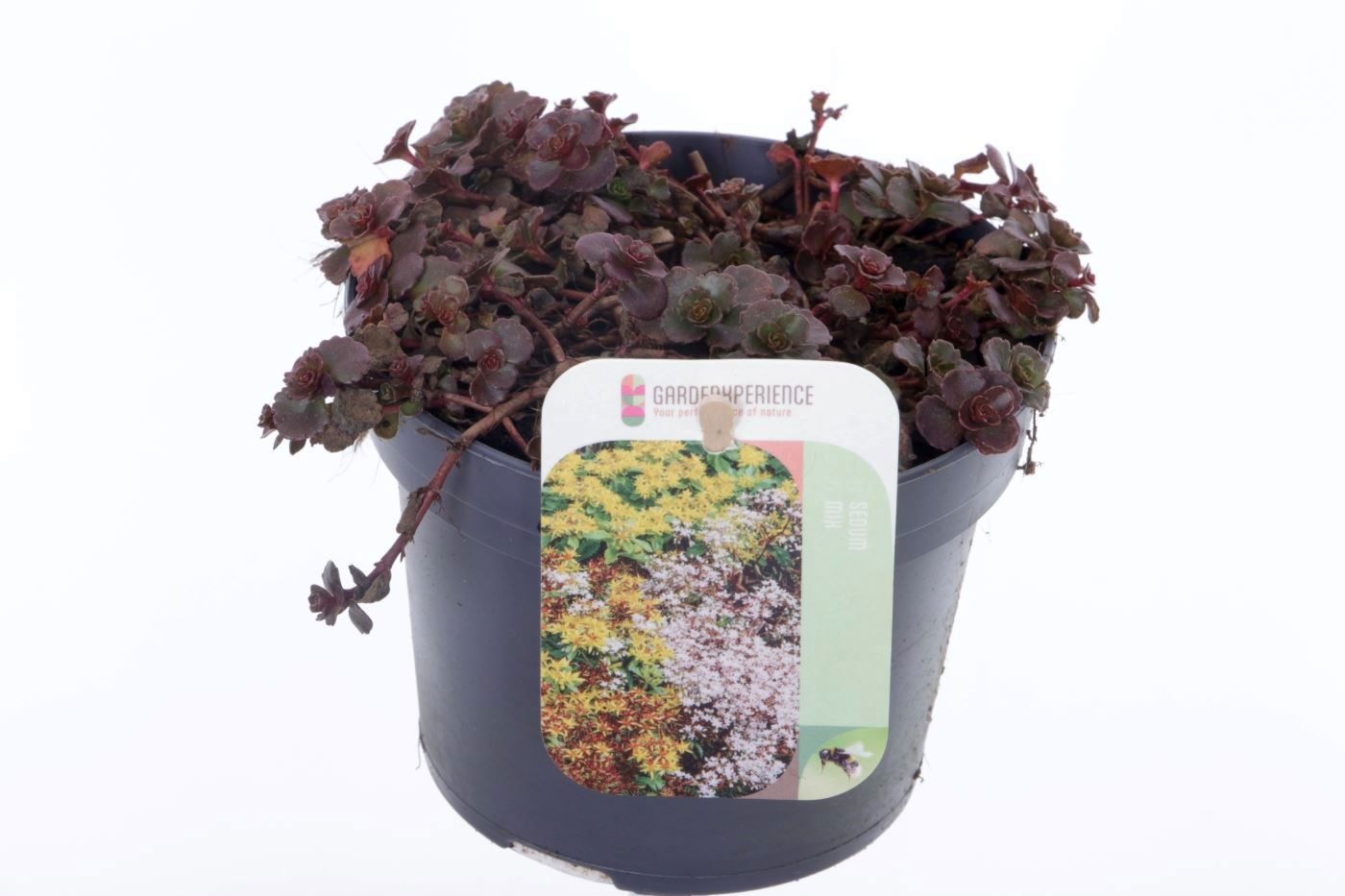 Sedum spurium Coccineum, D 13