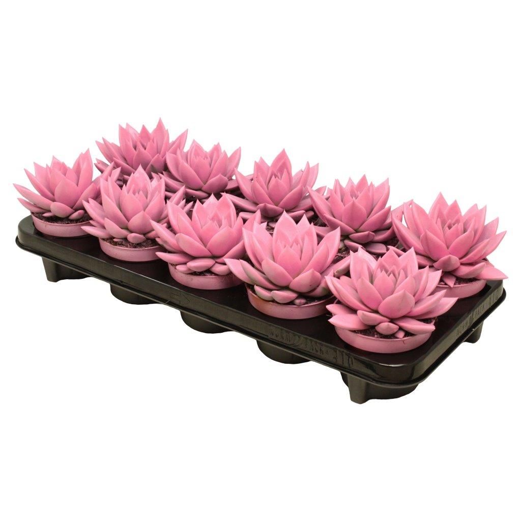 Miranda coloured pink, D 10,5