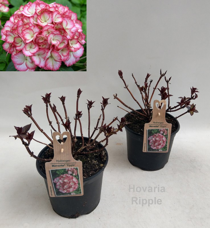 Hydrangea Hovaria Ripple Garden 19cm, D 19