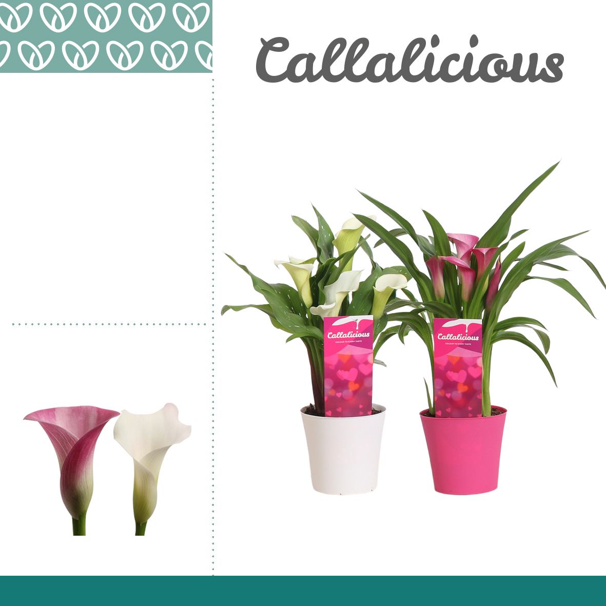 Zantedeschia (Calla) Roze/Wit in Ompot Linge LOVE, D 10,5