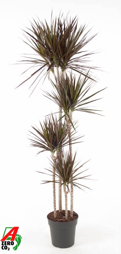 Dracaena Magenta 120-90-60-30, D 27