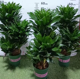 Драцена фрагранс компакта 18 60 (предзаказ)