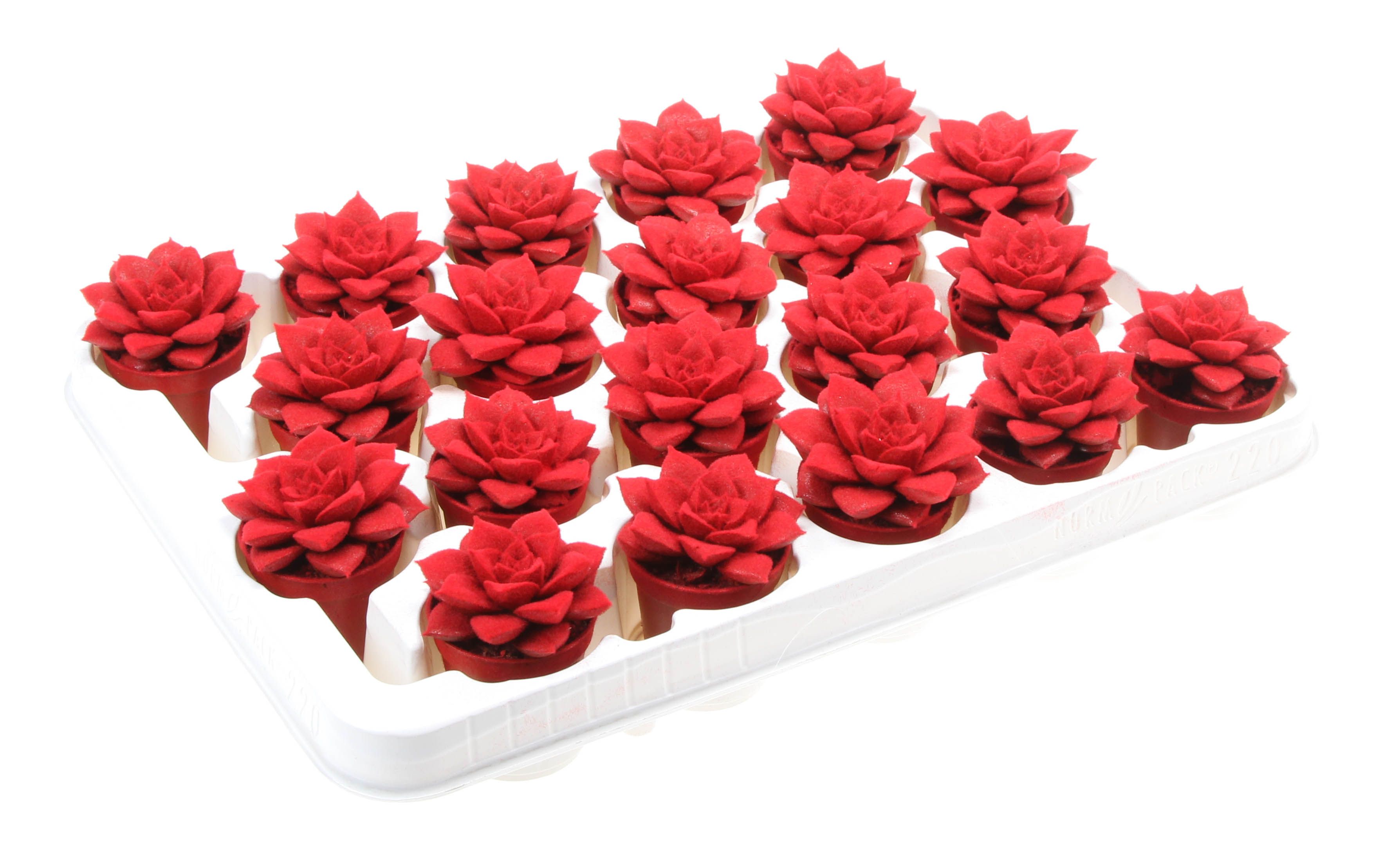 Purper velvet red, D 5,5