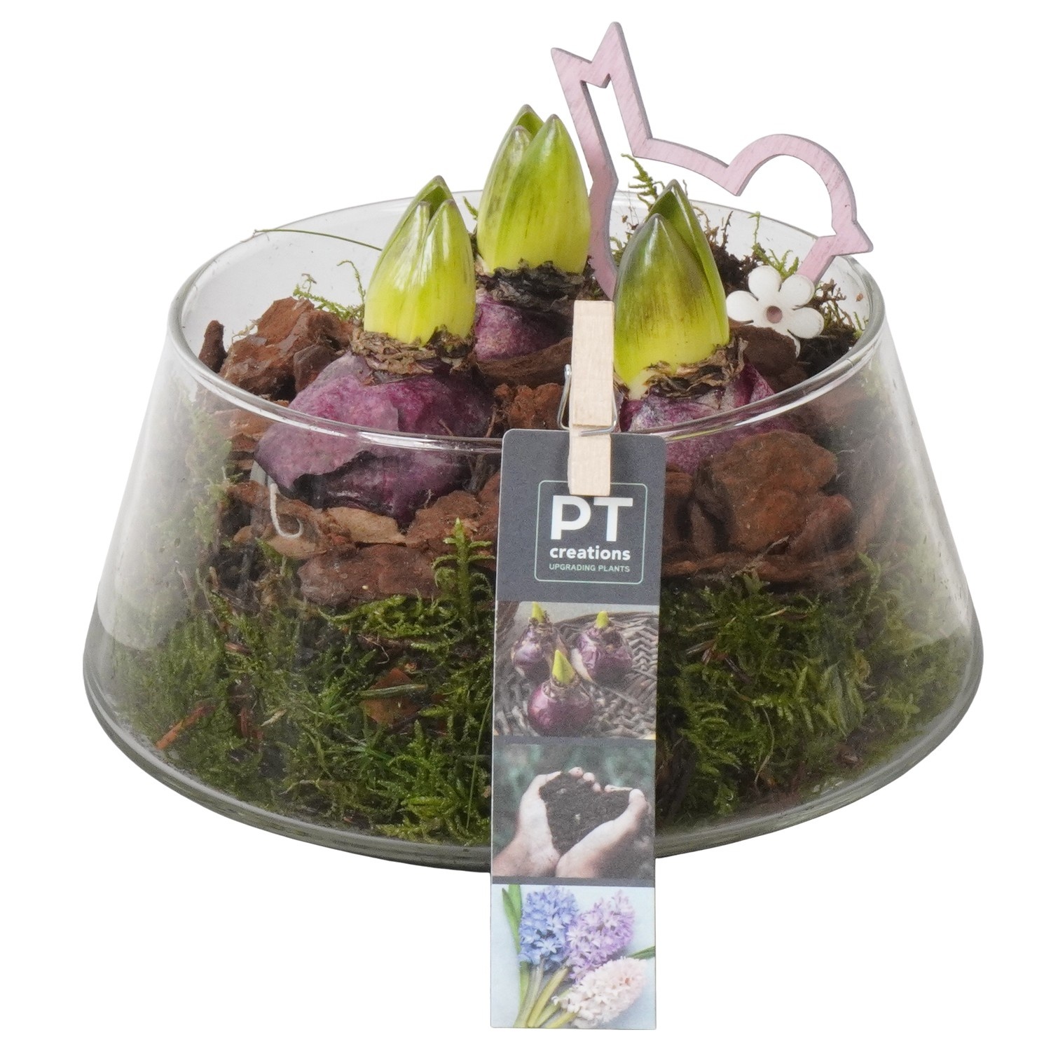 PTHC9198 Arrangement Hyacints in glasschaal, D 18