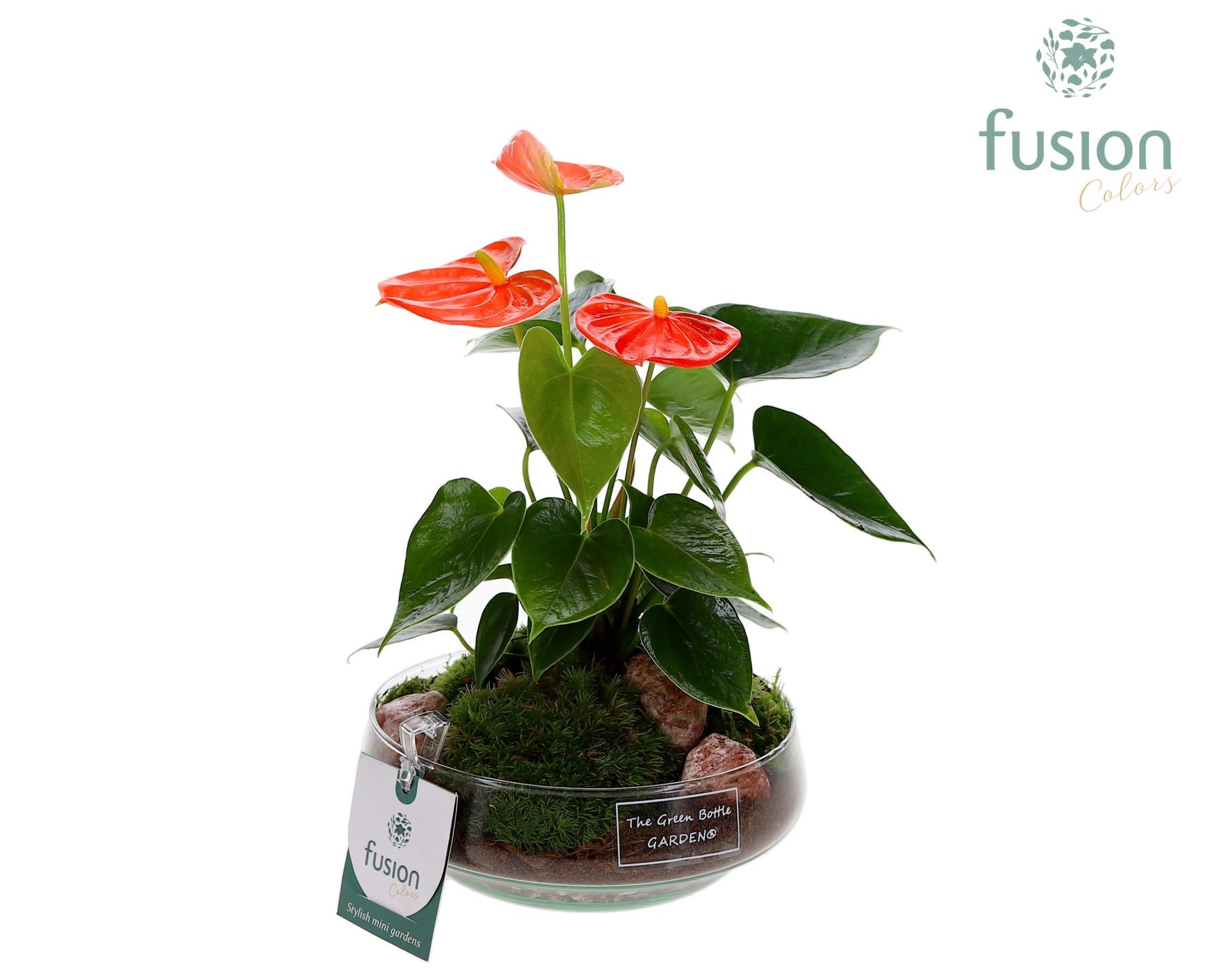 Green Bottle Iris Small met Anthurium 24 uur levertijd, D 15