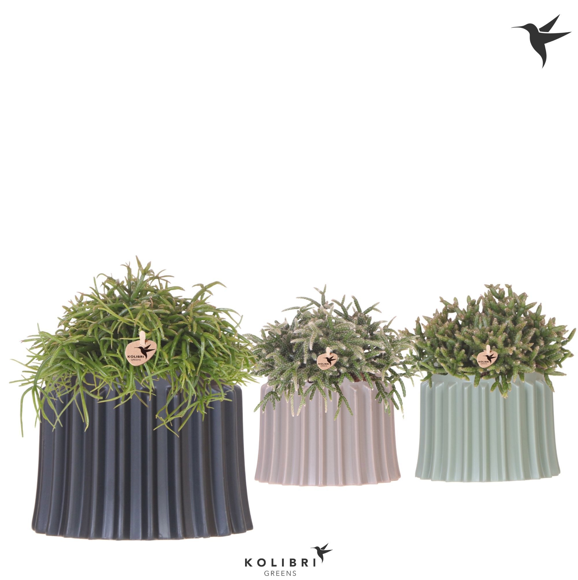 Kolibri Greens Rhipsalis mix in Raw pot mix, D 12