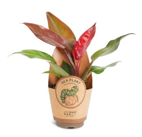 PHILODENDRON ERUBESCENS ’SUN RED’, D 11