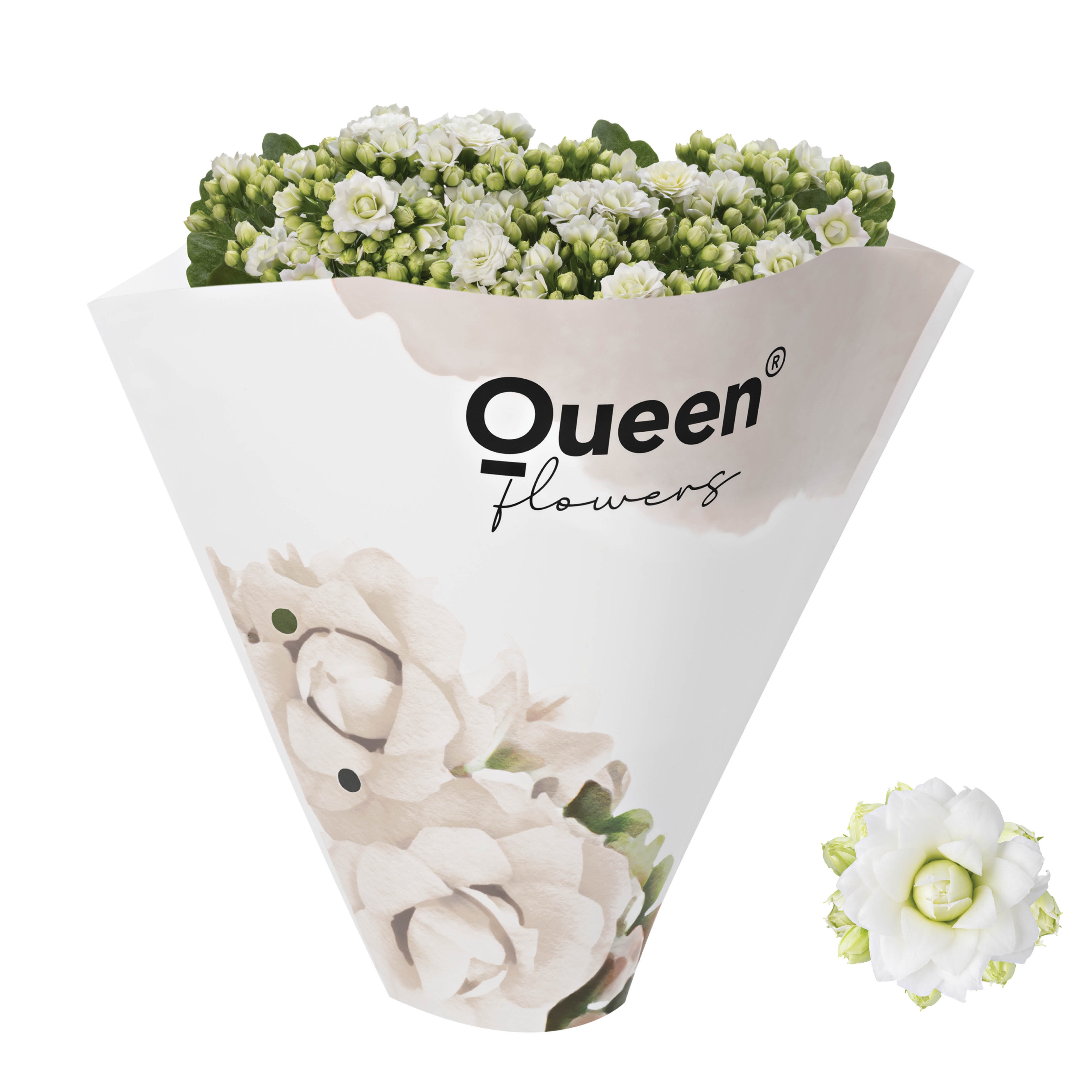 KALANCHOE ARTS-HYBRID 'HVID ROSE FLOWER', D 13