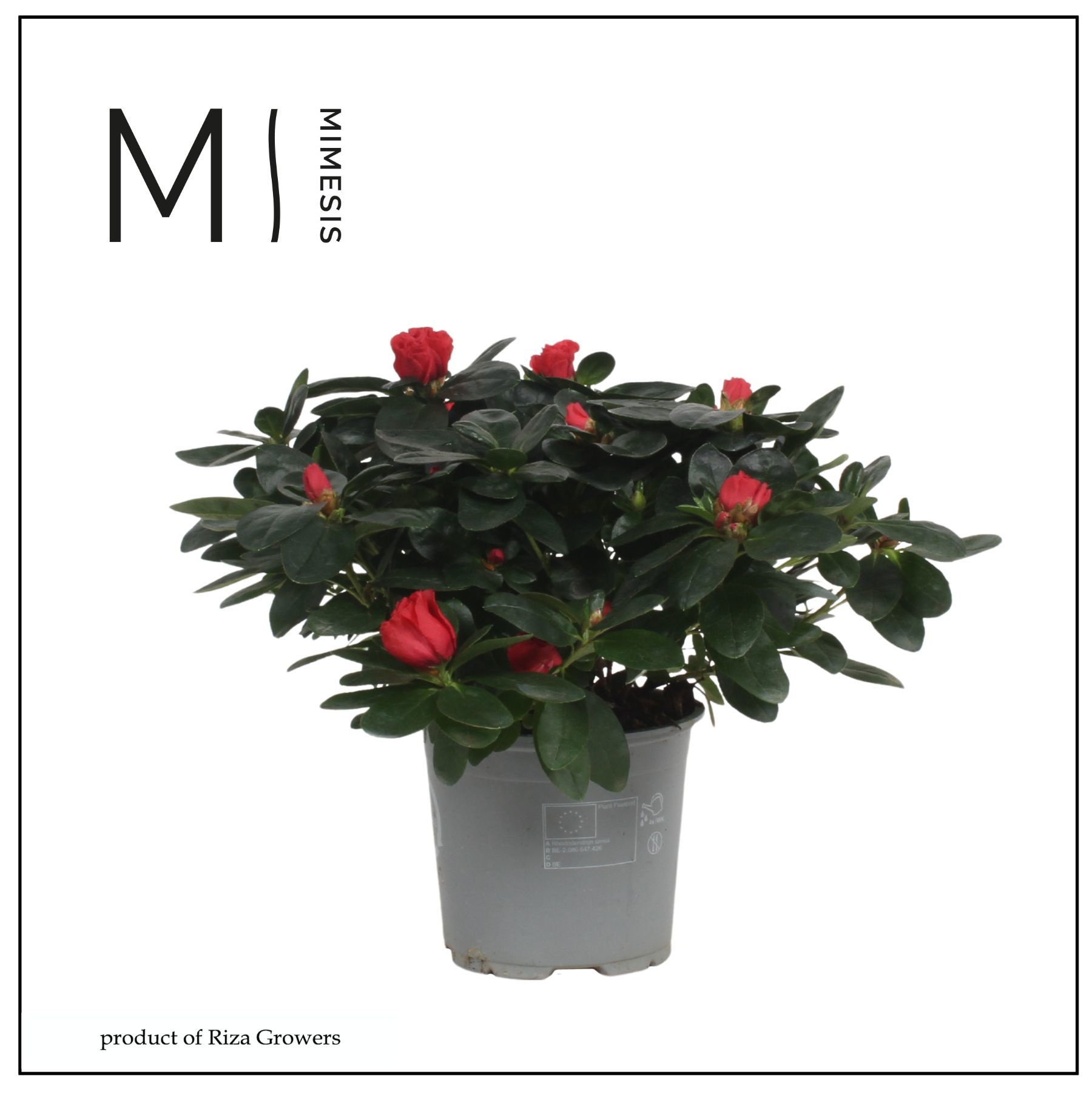 Mimesis Azalea - 13cm Rood, D 13