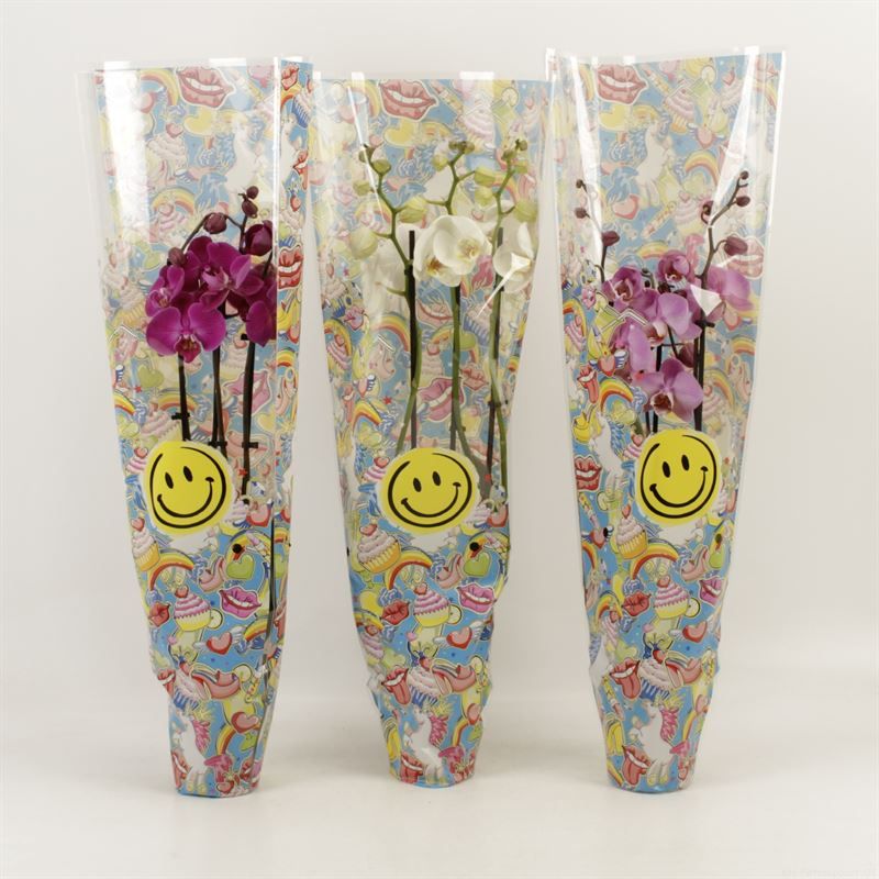 Phalaenopsis gemengd 3 tak gemengd in Smiley hoes, D 12
