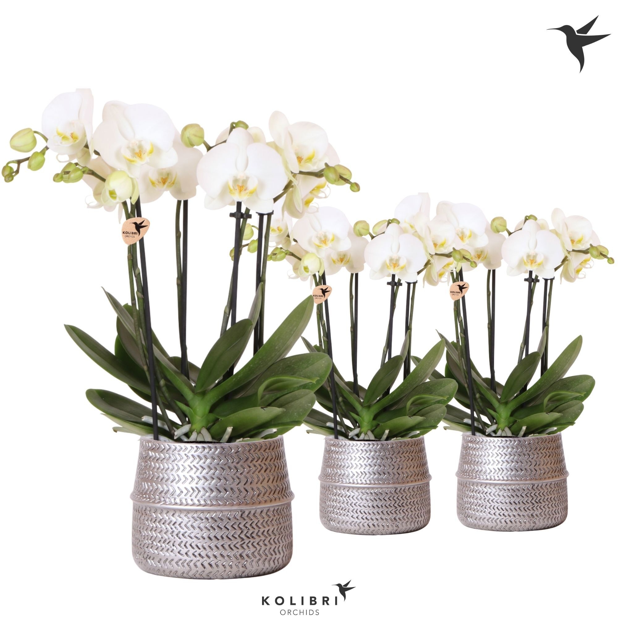 Kolibri Orchids Phalaenopsis Jewel Ghent 4 spike in Groove pot silver, D 12