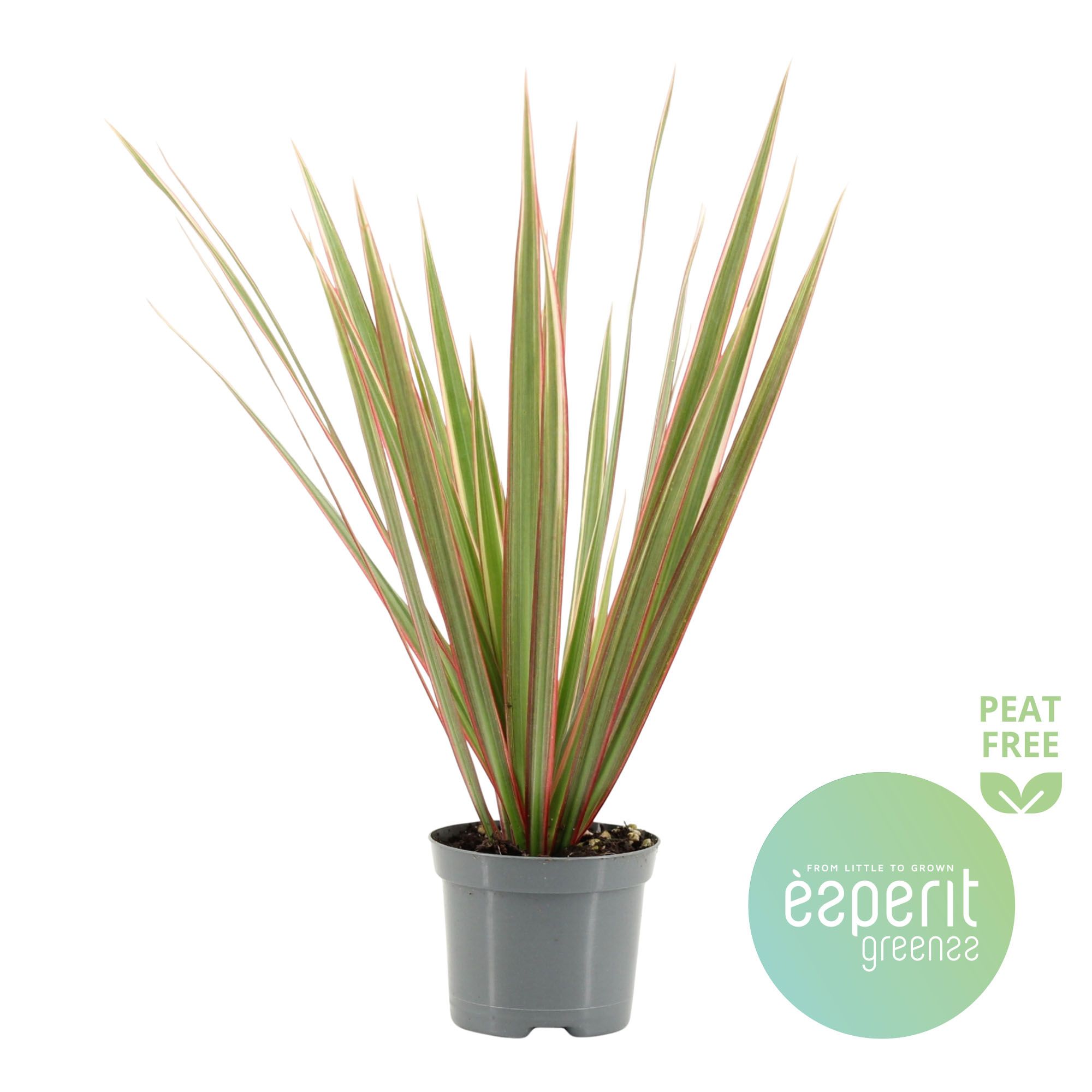 Dracaena Bicolor, D 8,5