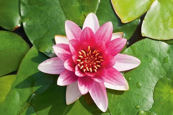 Nymphaea ROOD 40cm mand moederplant, D 40