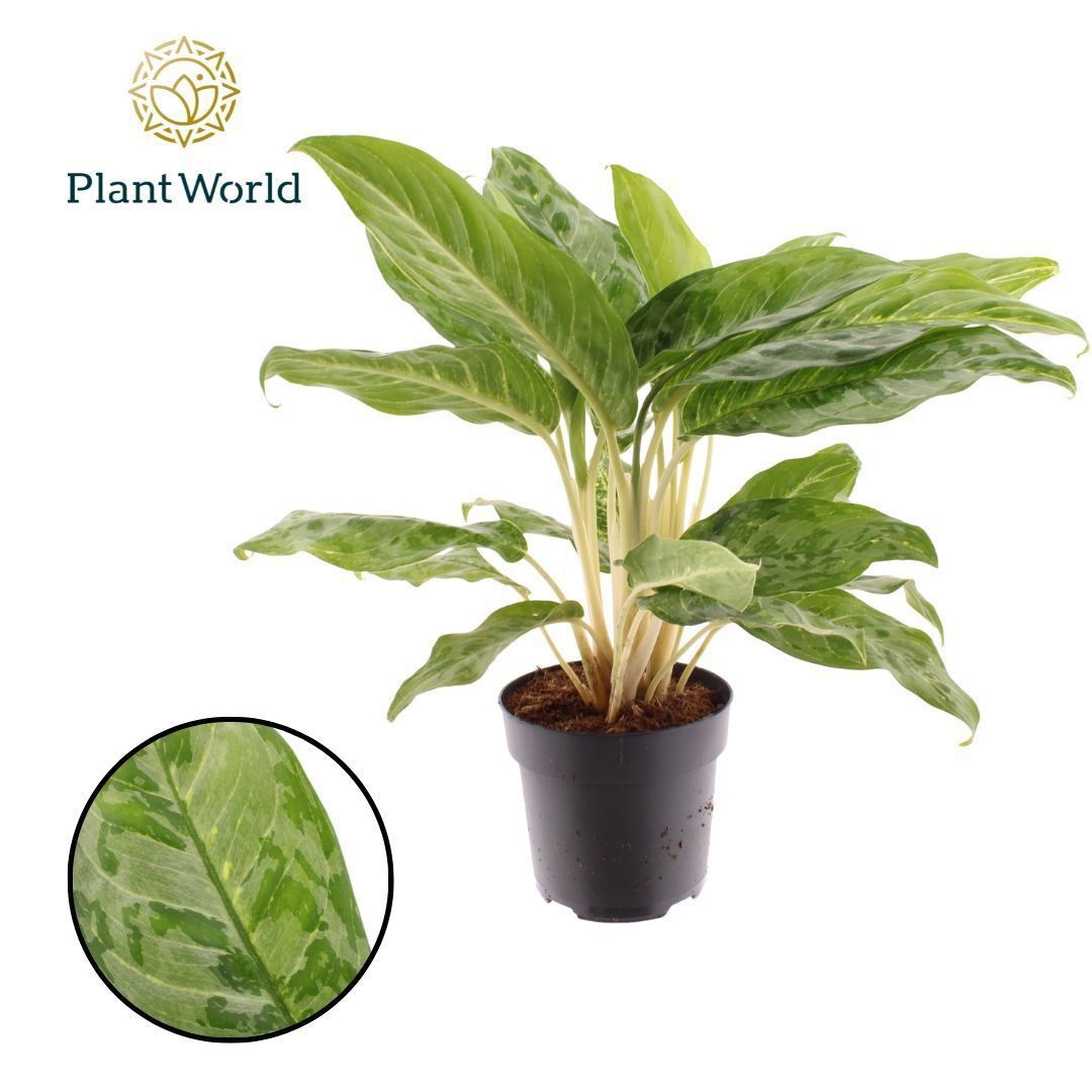 Aglaonema Peacock, D 17