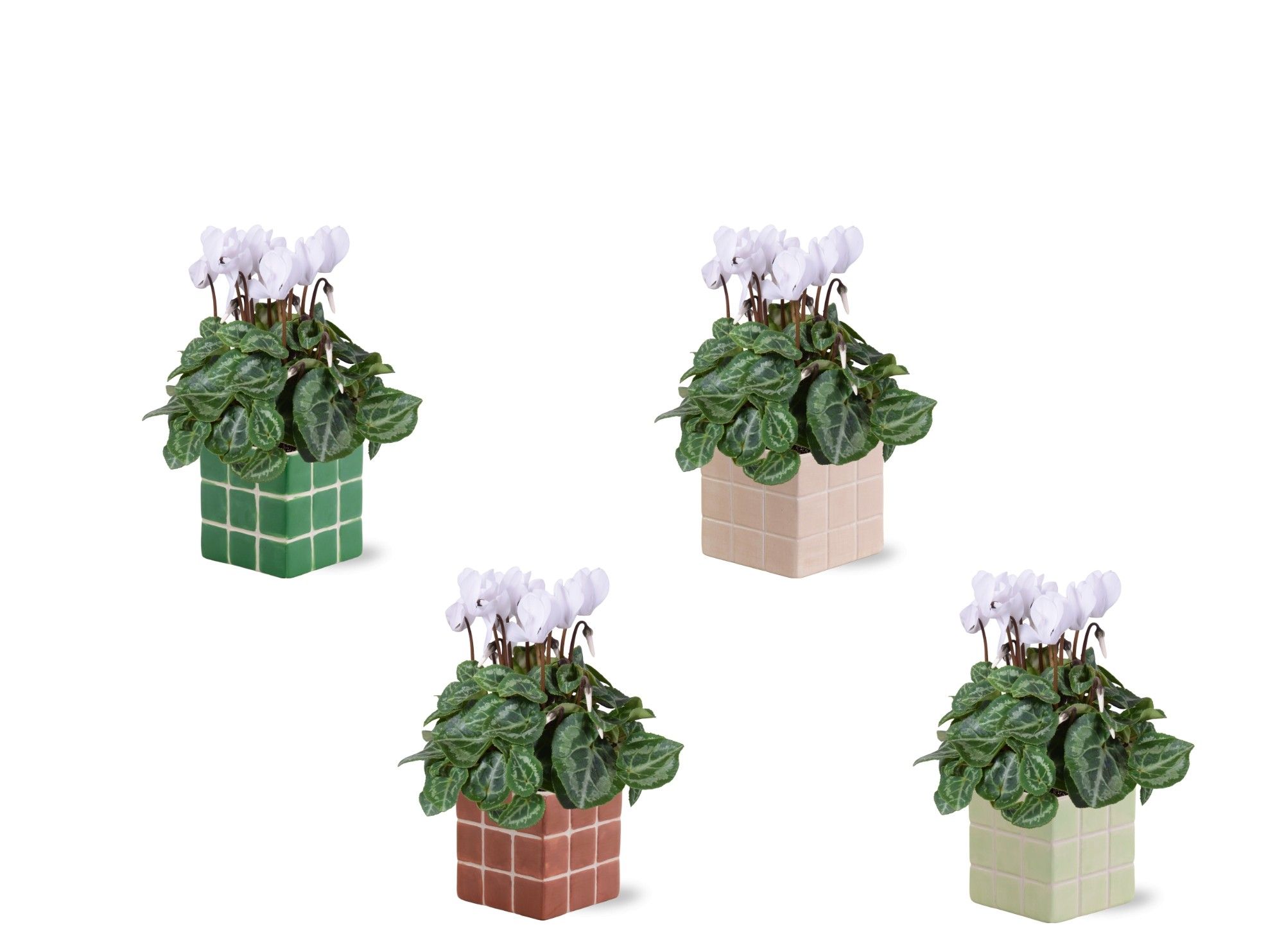 Collectie 'Natural Bubble' - Cylcamen Wit in Pip keramiek, D 12