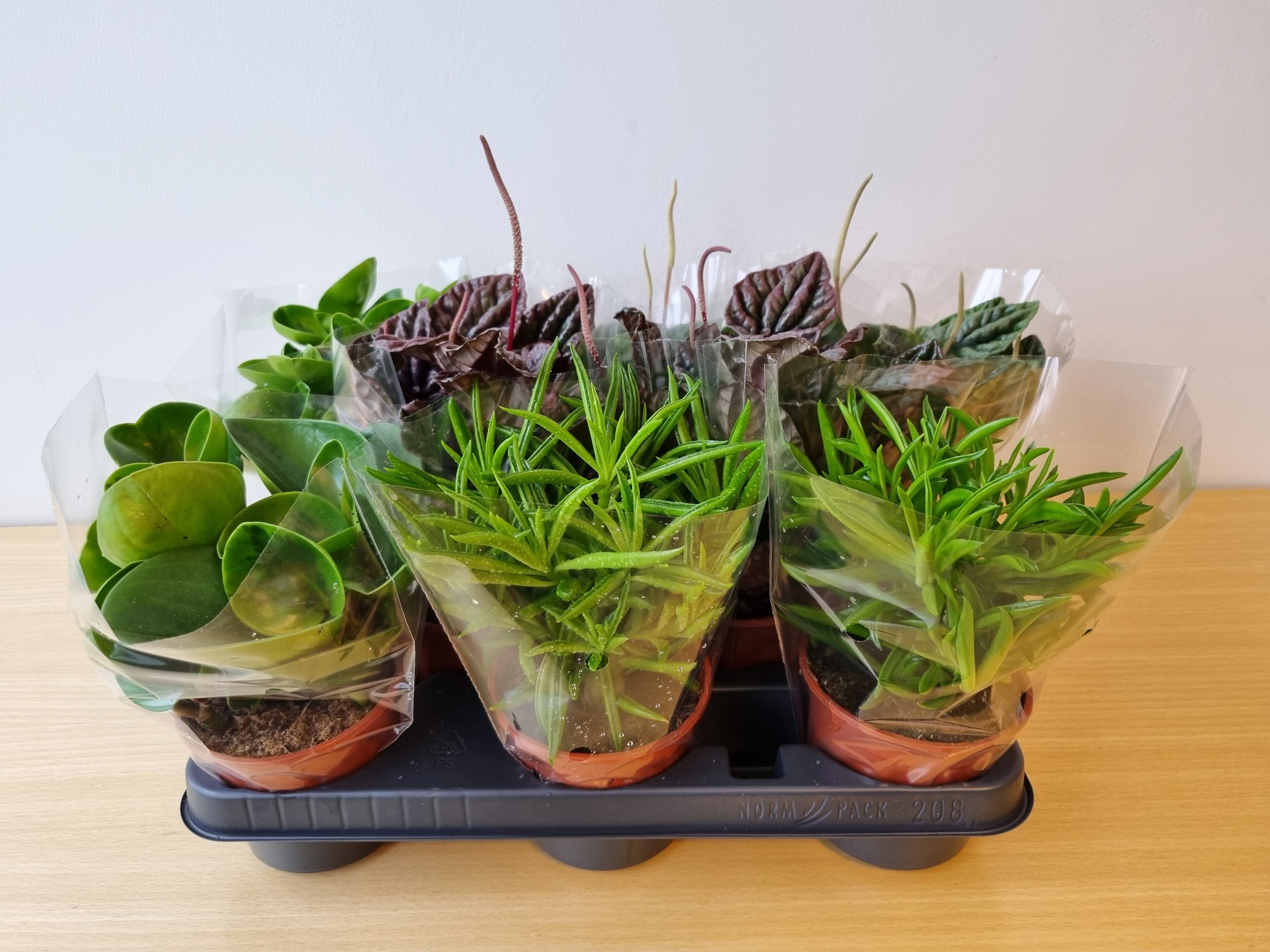 PEPEROMIA CAPERATA MIX, D 11