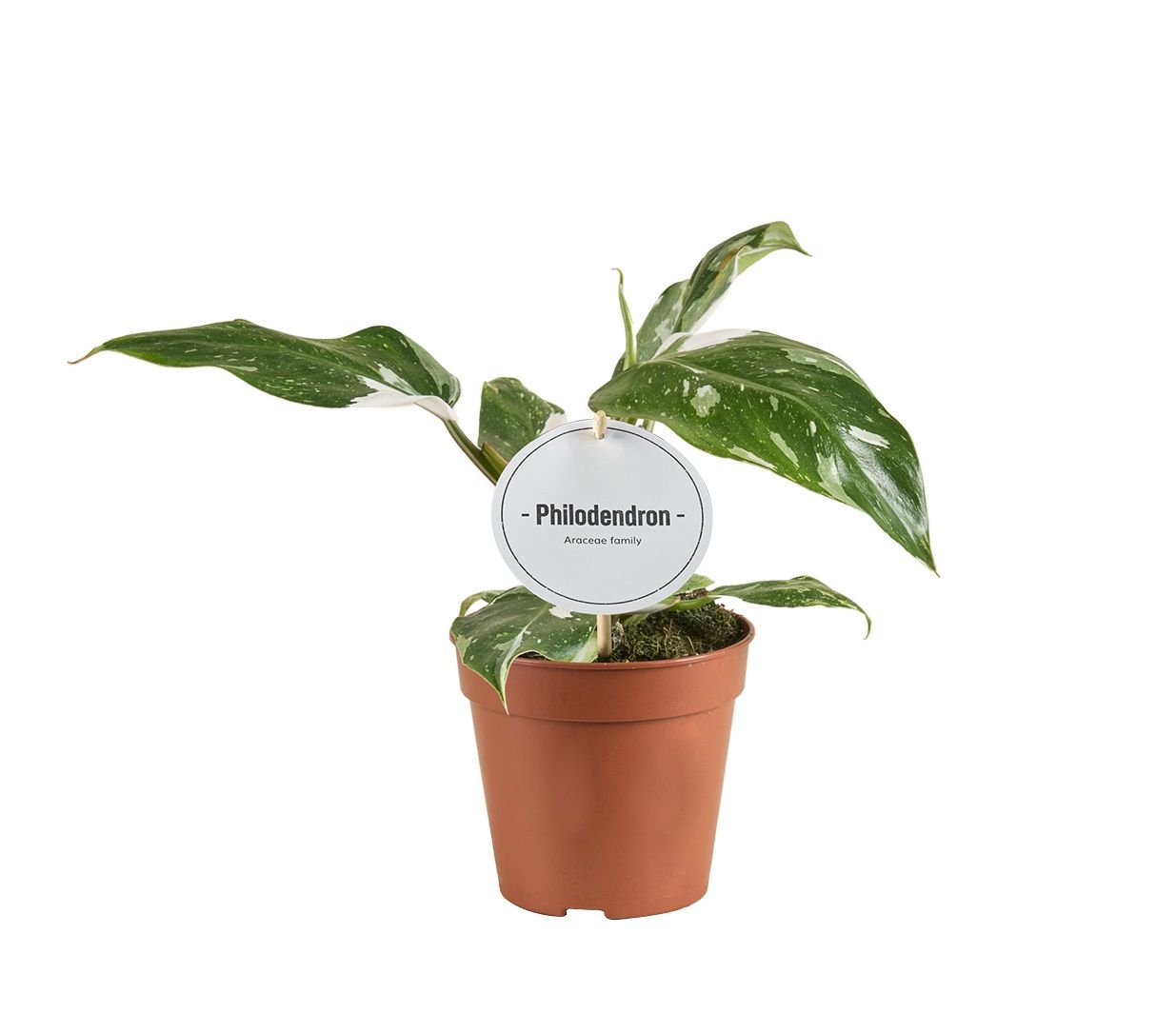Philodendron White Princess B Grade, D 12