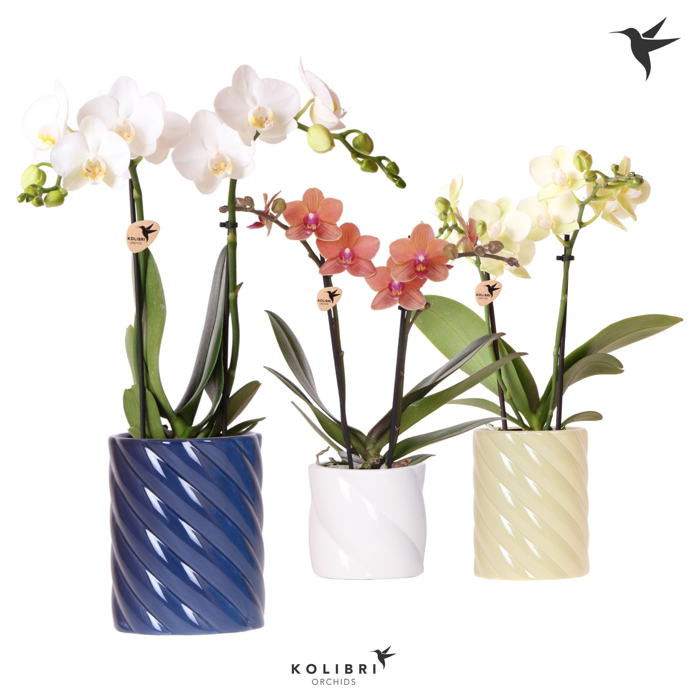 Kolibri Orchids Phalaenopsis mix 2 spike in Candy pot blue mix, D 9