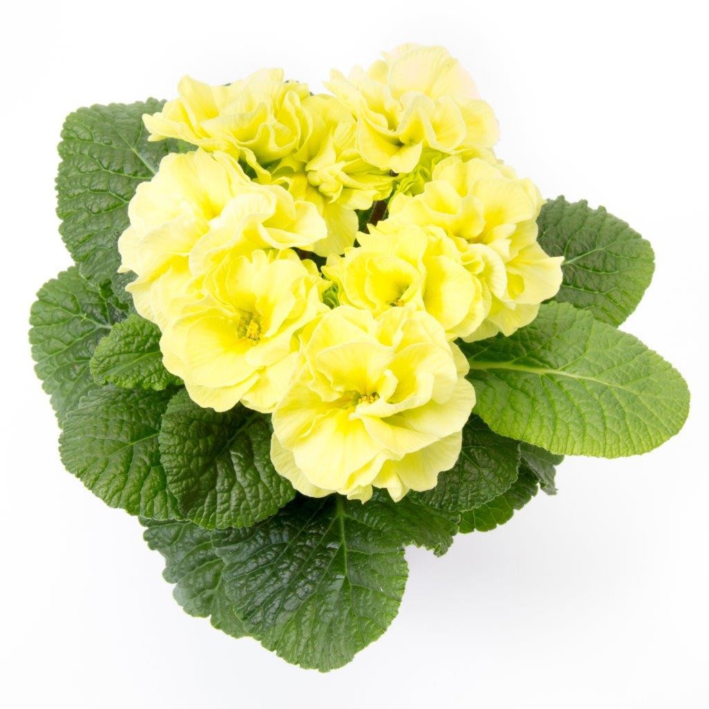 PRIMULA VULGARIS-HYBRID 'PRINCESS', D 11